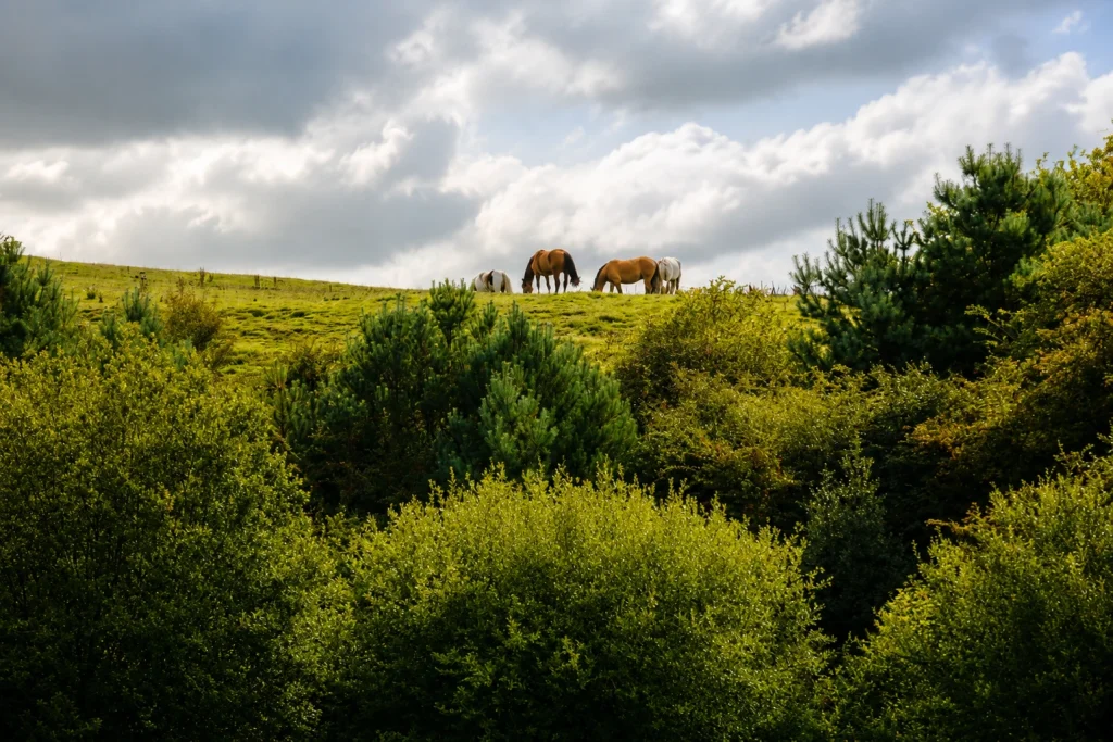 Horses in the Lancashire countryside near Birtle Brook